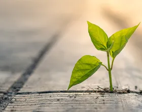 Betondan Toprağa: Şehirde Kök Salan Yeşil Alışkanlıklar