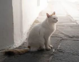 Şehrin Sakinleri: Sokak Hayvanlarıyla Uyumlu ve Sürdürülebilir Bir Kent Yaşamı