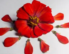 Aynı Renk, Farklı Anlamlar: Kültürler Renkleri Nasıl Okuyor?