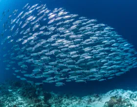 Denizlerimizi Nasıl Daha Sürdürülebilir Hale Getiririz?