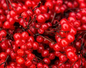 Böbrek Dostu Gilaburunun Faydaları