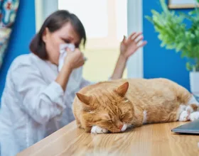 Kedi Alerjisini Engellemenin Yolları