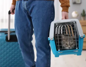 En İyi Kedi Otelleri