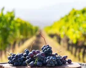 Nisan’da Bağ Bozumu: Türkiye’nin Gizli Şarap Rotaları