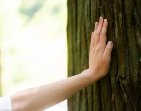 Ormanlarımızı Korumak İçin Neler Yapabilirsin?