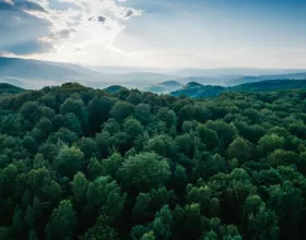 Mutlaka Görmen Gereken Nefes Kesici Ormanlar