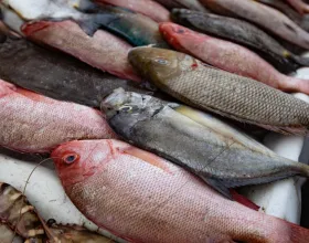 Sürdürülebilir Balık Tüketimi: Hangi Türler Tercih Edilmeli?