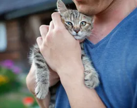 Sokak Hayvanlarını Sahiplendirirken Dikkat Edilmesi Gerekenler