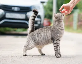Sokak Hayvanları ve Şehir Hayatı: Daha Yaşanabilir Bir Kent Mümkün mü?