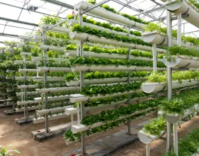 Topraksız Tarım Dünyamızın Geleceğini Şekillendiriyor