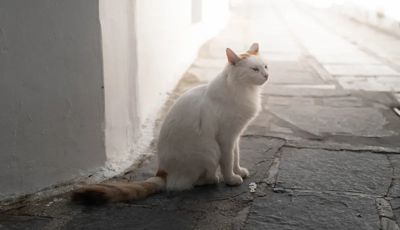 Şehrin Sakinleri: Sokak Hayvanlarıyla Uyumlu ve Sürdürülebilir Bir Kent Yaşamı