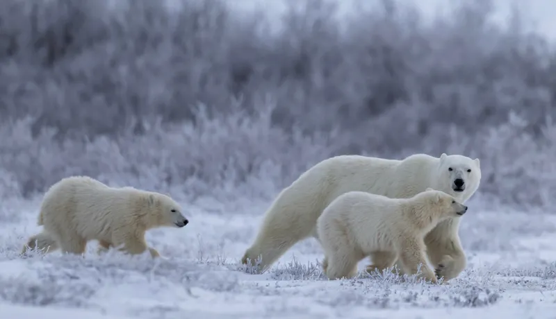Buzulların Eriyip Gitmesinden Daha Fazlası: Kutup Ayıları Bize Ne Anlatıyor?
