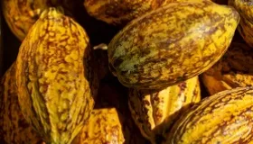 Çikolatalar Konusunda Ne Kadar Bilgilisin?