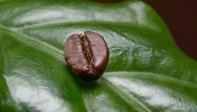 Kahve Kültürüne Ne Kadar Hakimsin?